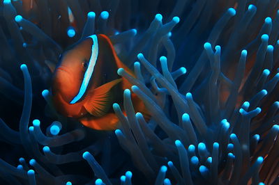 Ljuddämpande tavla - Clownfish in a 3d anemone