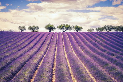 Ljuddämpande tavla - Lavender field