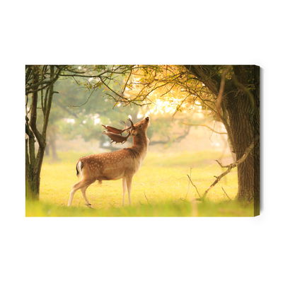 Ljuddämpande tavla - A prominent deer among