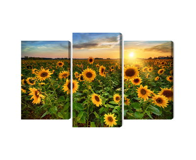 Ljuddämpande tavla - Sunflower field at sunset 3d