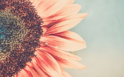 Ljuddämpande tavla - Blooming sunflower