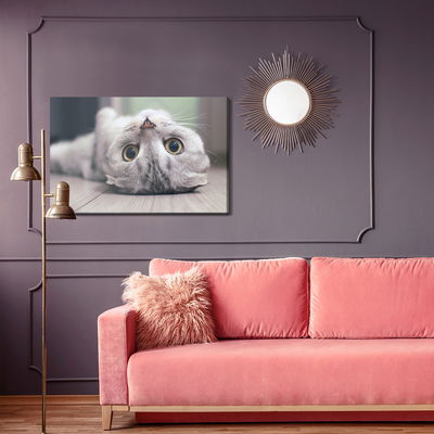 Ljuddämpande tavla - Scottish fold cat