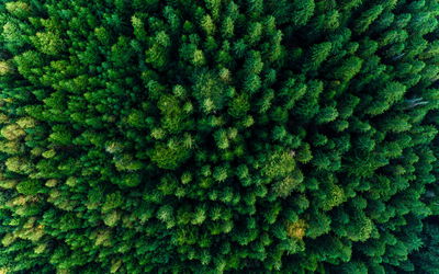 Ljuddämpande tavla - Aerial view of the green