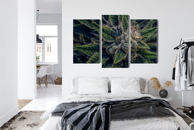 Ljuddämpande tavla - Cannabis plant close up