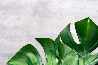 Ljuddämpande tavla - Monstera leaves