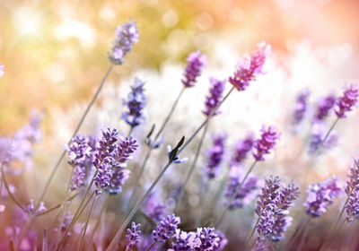 Ljuddämpande tavla - Of flowering lavender