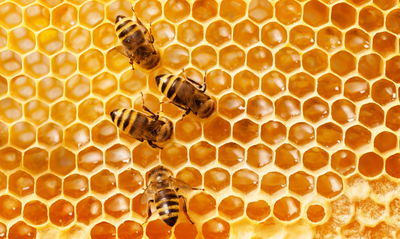 Ljuddämpande tavla - Bees on the honeycomb