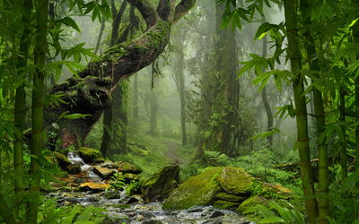 Ljuddämpande tavla - The green of the rain forest