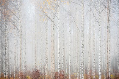 Ljuddämpande tavla - Birch forest in the mist