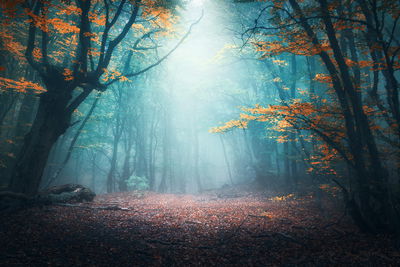 Ljuddämpande tavla - Mystical 3d forest