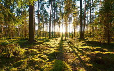 Ljuddämpande tavla - Forest landscape with sunset