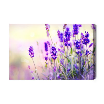 Ljuddämpande tavla - Delicate lavender