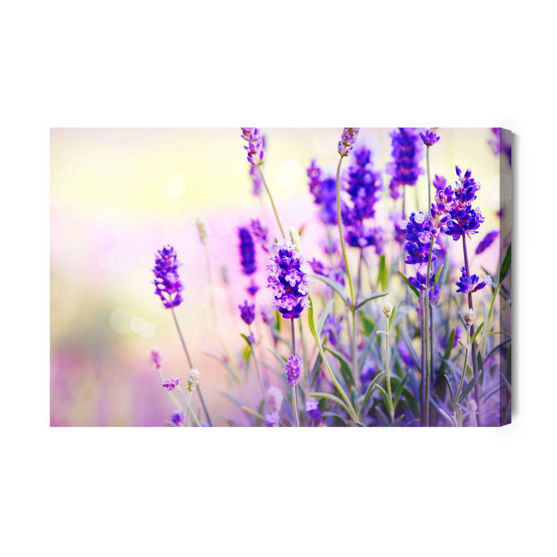 Ljuddämpande tavla - Delicate lavender