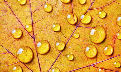Ljuddämpande tavla - Water drops on an autumn