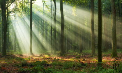 Ljuddämpande tavla - Forest landscape