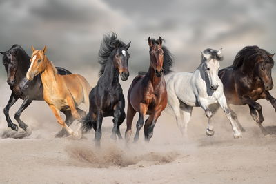 Ljuddämpande tavla - Horses by the sea