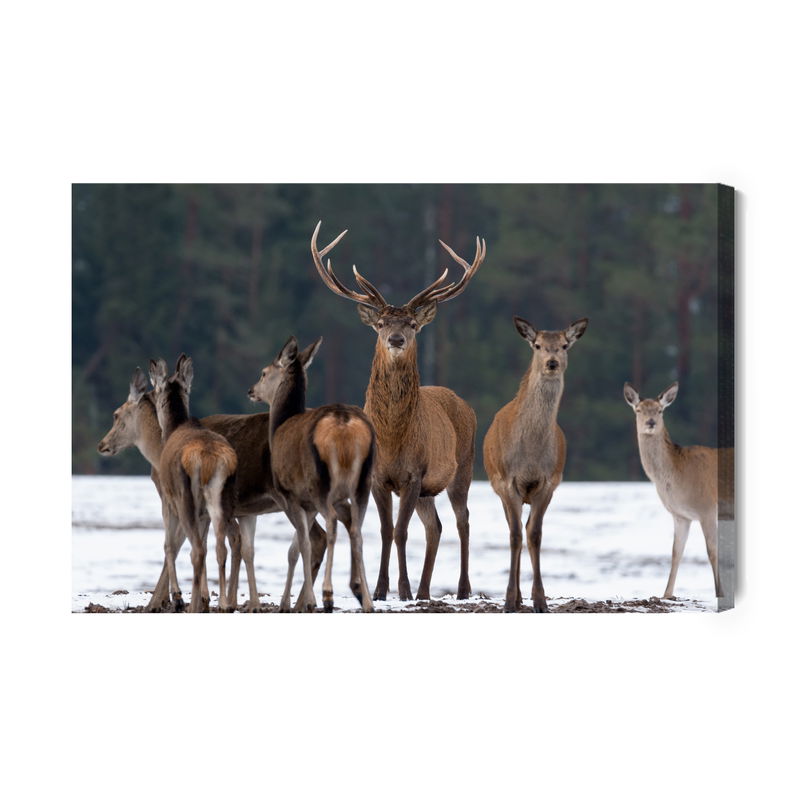 Ljuddämpande tavla - A deer and a doe