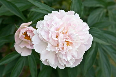 Ljuddämpande tavla - Bright peony