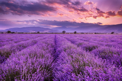 Ljuddämpande tavla - Beautiful lavender landscape