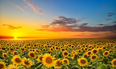 Ljuddämpande tavla - Sunset over a 3d sunflower