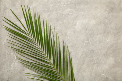 Ljuddämpande tavla - Palm leaf on a concrete