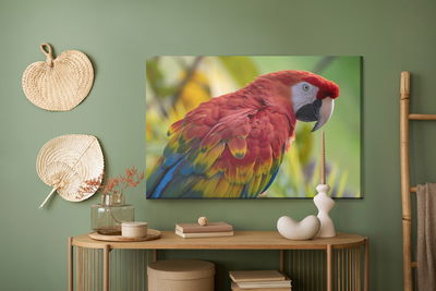 Ljuddämpande tavla - Ara parrot