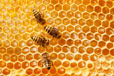 Ljuddämpande tavla - Bees on the honeycomb
