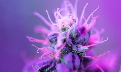 Ljuddämpande tavla - Macro plant on a pink-purple