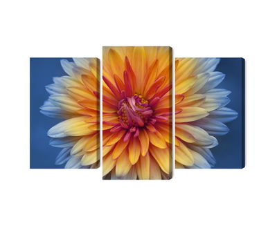 Ljuddämpande tavla - Chrysanthemum flower close