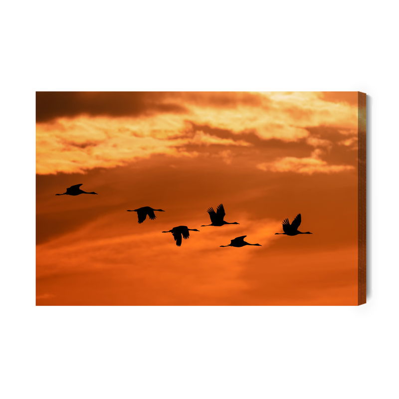 Ljuddämpande tavla - Cranes at dawn