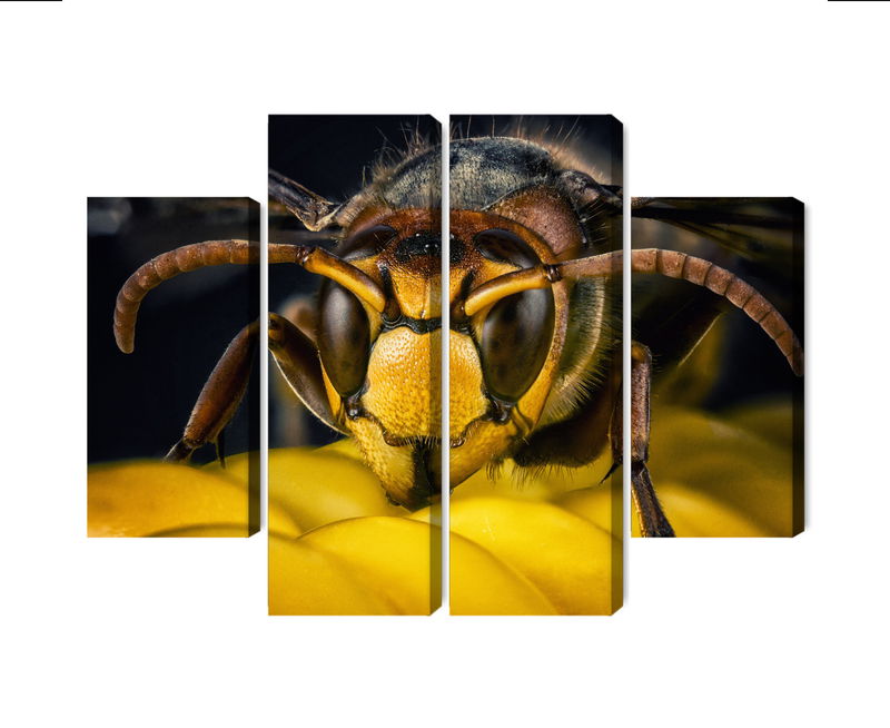 Ljuddämpande tavla - Wasp on a macro scale