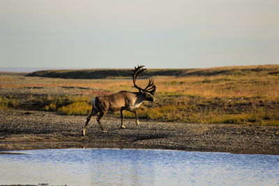 Ljuddämpande tavla - A deer over the water