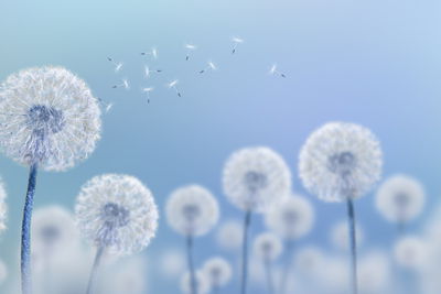 Ljuddämpande tavla - Dandelions on a blue