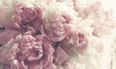 Ljuddämpande tavla - Peonies in shades of pink