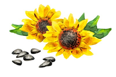 Ljuddämpande tavla - Flowers and sunflower seeds