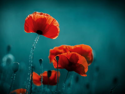 Ljuddämpande tavla - Macro poppies