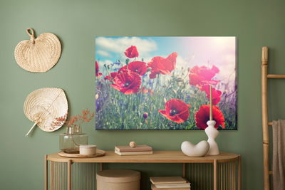 Ljuddämpande tavla - Poppies in the sun