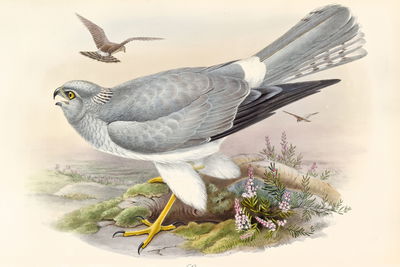 Ljuddämpande tavla - Birds of prey