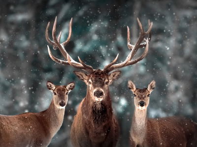 Ljuddämpande tavla - A deer and two does