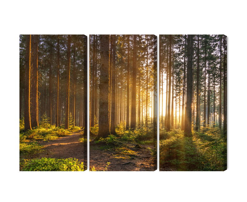 Ljuddämpande tavla - Sunset in the forest
