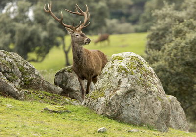 Ljuddämpande tavla - A deer among the rocks