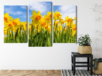 Ljuddämpande tavla - Daffodil field 3d