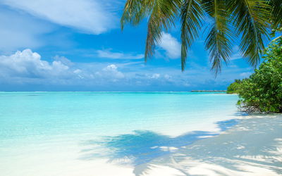 Ljuddämpande tavla - A beach in the maldives