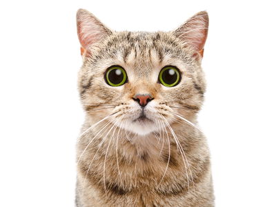 Ljuddämpande tavla - Scottish prostitute cat