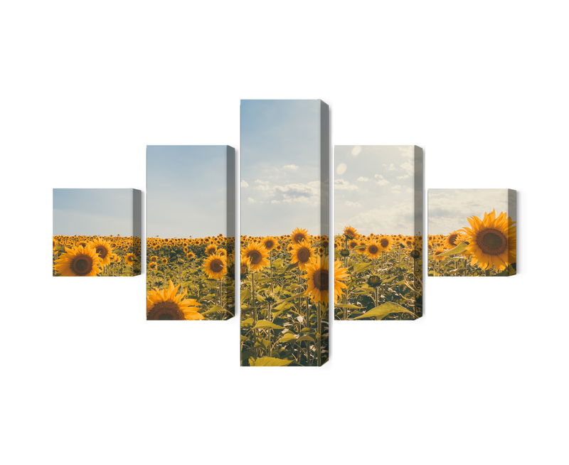 Ljuddämpande tavla - Sunflower field on a summer