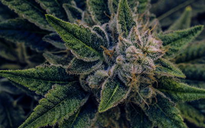 Ljuddämpande tavla - Cannabis plant close up