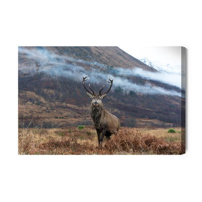 Ljuddämpande tavla - The majestic deer against