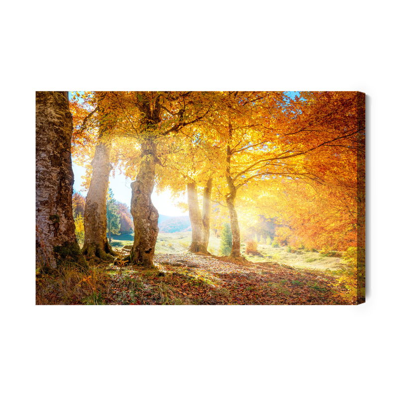 Ljuddämpande tavla - Warm autumn landscape