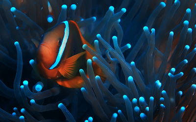 Ljuddämpande tavla - Clownfish in a 3d anemone