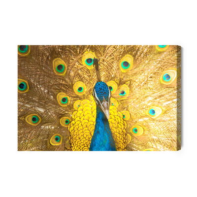 Ljuddämpande tavla - Beautiful colorful peacock